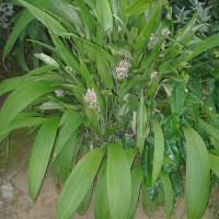 Dracaena aubryana Brongn. ex É.Morren